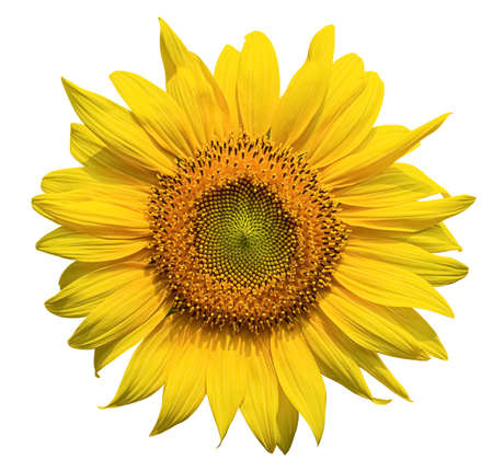 Blooming sunflower isolated on white background.の写真素材