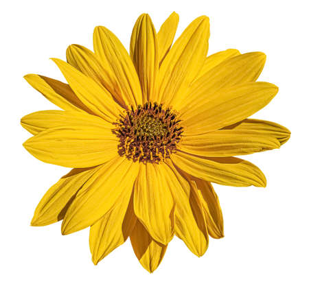 Yellow Mexican sunflower head isolated on white background.