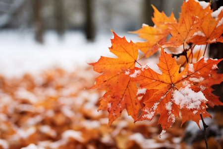 Autumn leaves under snow on tree in park.の素材