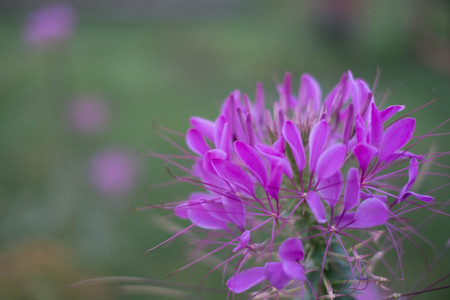 Purple Flowersの写真素材