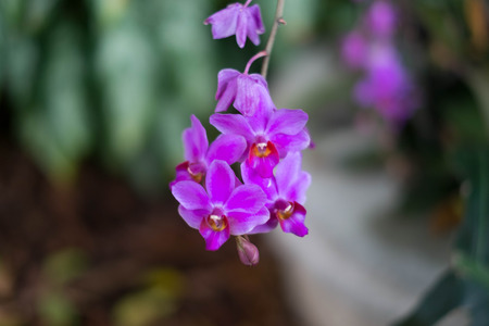 Purple Flowersの写真素材