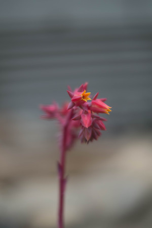 Flowerの写真素材