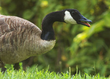 Canada Goose grazing in a field の写真素材