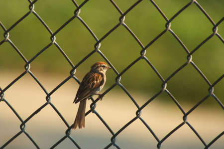 Chipping Sparrow perched on a chain link fence の写真素材