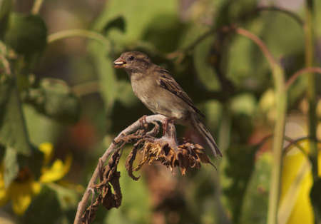 Sparrow feasts on a sunflower の写真素材
