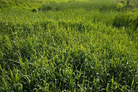 a peaceful and leisurely meadow.の写真素材