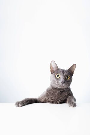The expression and gesture of a Russian blue cat that can be used as a banner. a cat portrait.の写真素材
