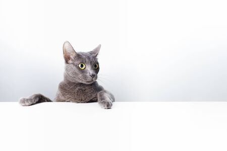 The expression and gesture of a Russian blue cat that can be used as a banner. a cat portrait.の写真素材