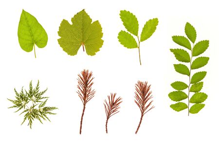 Set of grass, leaves, flowers, plants, and stems. Collection of green leaves isolated on white. High...