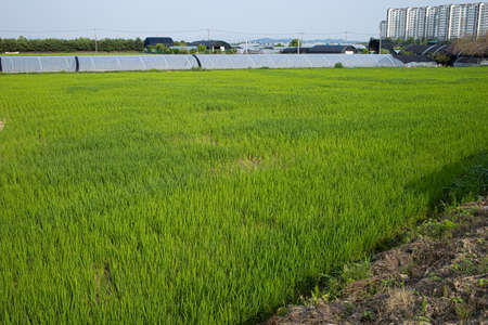 open rice fields. rural landscape.の写真素材