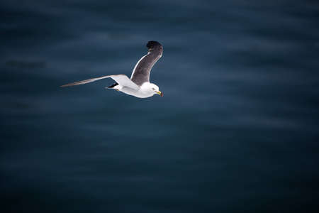 A seagull flying over the sea.の写真素材