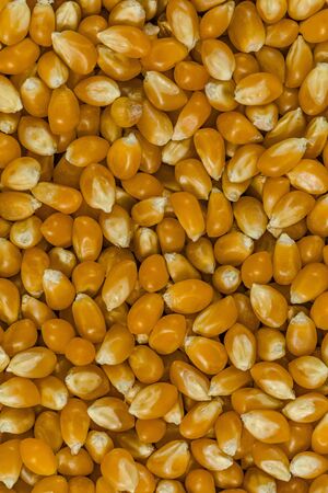 Texture of raw corn seeds