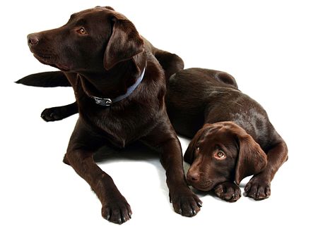 Choccy Lab Brosの写真素材