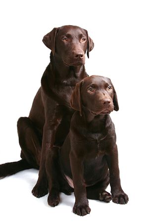 Choccy Lab Brosの写真素材