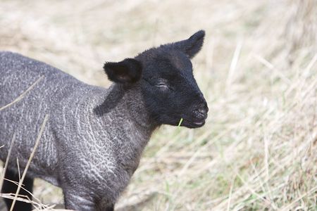 Spring Lambの写真素材