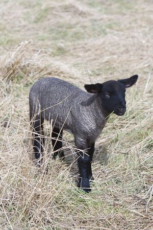 Spring Lambの写真素材