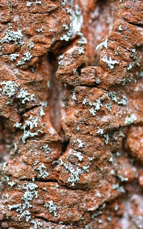 Tulip Tree Bark Close up