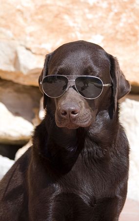 Shot of a chocolate labrador with sunglasses onの写真素材