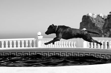 Labrador Leaping into Swimming Poolの写真素材