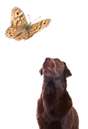 Labrador Watching Butterfly Patiently against a White Backgroundの写真素材