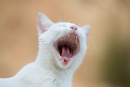 White Cat Yawningの写真素材