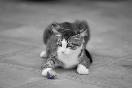 Young Cat Playing with Bouncey Ballの写真素材