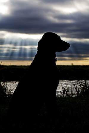 Silhouetted Labrador against River and Dark Sky Behind  の写真素材