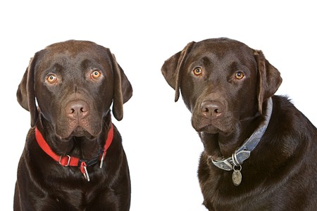 Two Chocolate Labrador Brothers Isolated against Whiteの写真素材