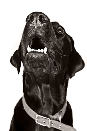 Handsome Black Labradorの写真素材