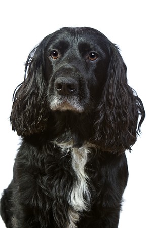 English Cocker Spaniel Isolated on Whiteの写真素材