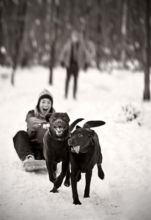Two Labradors Pulling a Girl on Sledgeの写真素材
