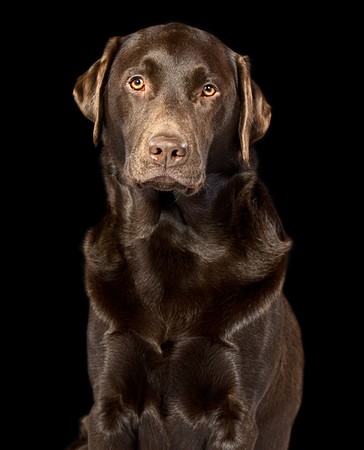 Handsome Chocolate Labrador against Black Backgroundの写真素材