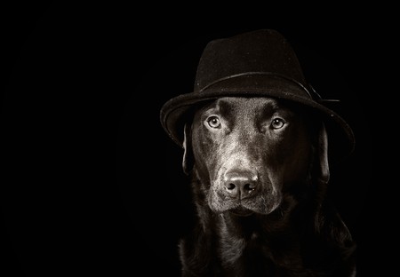 Black and White Image of a Labrador in a Hatの写真素材