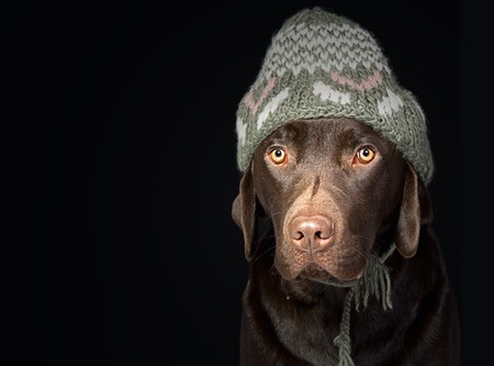 Cute Chocolate Labrador in Winter Hatの写真素材