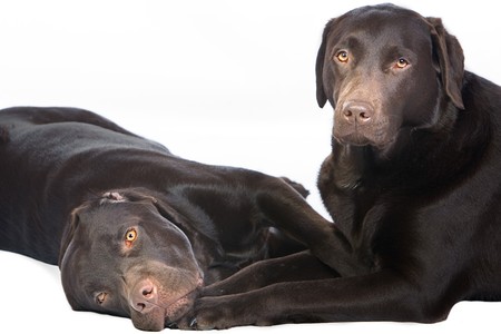 Two Chocolate Labradors Lying Down and Cuddling Togetherの写真素材