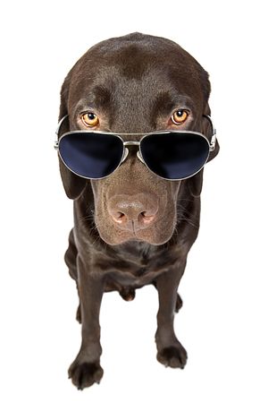 Cool Labrador in Sunglassesの写真素材