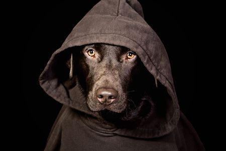 Intimidating Chocolate Labrador in Hooded Topの写真素材