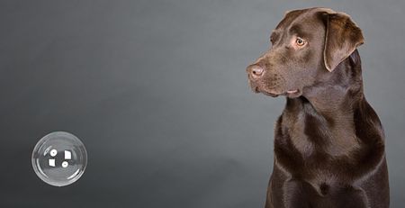 Shot of a Chocolate Labrador Watching a Bubble Fallingの写真素材