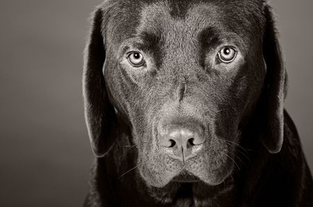 Monochromatic Head Shot of a Cute Labrador Puppyの写真素材