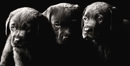 Low Key Shot of Three Labrador Puppiesの写真素材