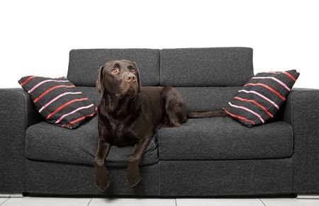 Shot of a Chocolate Labrador Relaxing on the Sofaの写真素材