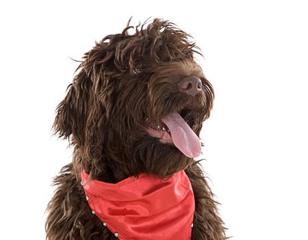 Shot of a Cute Labradoodle Puppy with Red Scarf