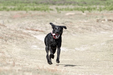 Shot of a Young Black Labrador Running in the Countrysideの写真素材