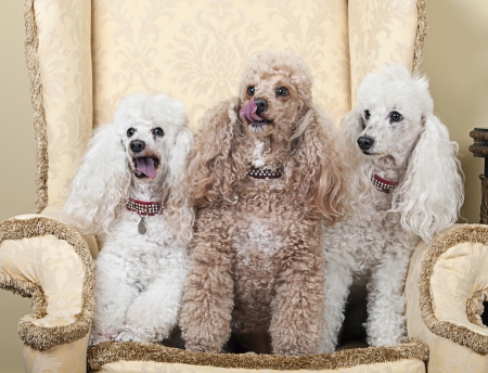Shot of Three Miniature French Poodles on Chairの写真素材