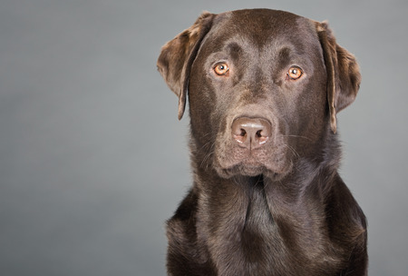 Proud Chocolate Labrador against Greyの写真素材