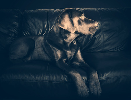 Labrador on Sofaの写真素材