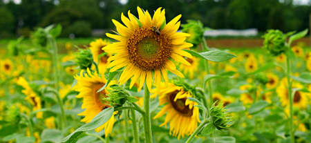 Bee collecting nectar from sunflower plant with numerous sunflower plants in the background.の写真素材