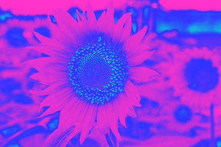 Close up on Sunflower bloom in abstract, vivid colors of blue and purpleの写真素材