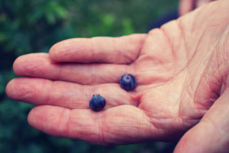 Hand open with palm up and displaying two blueberries
