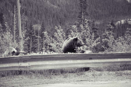 Grizzly Bears, mother and cub along roadside feeding on dandelions during summer in Alaskaの写真素材
